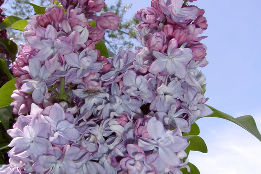 Syringa vulgaris 'Katherine Havemeyer'