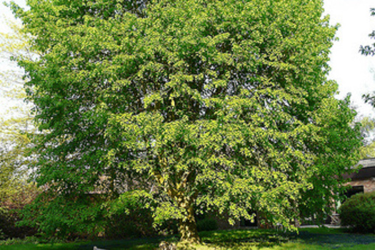 Tilia europaea 'Pallida'