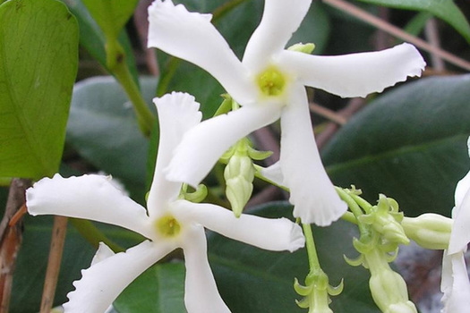 Trachelospermum jasminoides