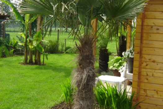 Trachycarpus fortunei