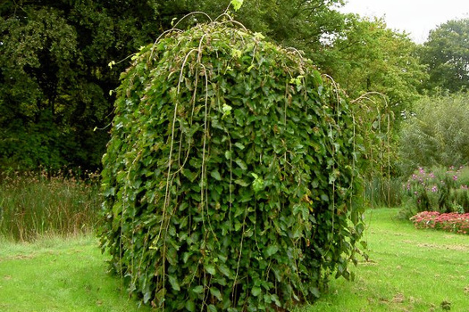 Ulmus glabra 'Pendula'