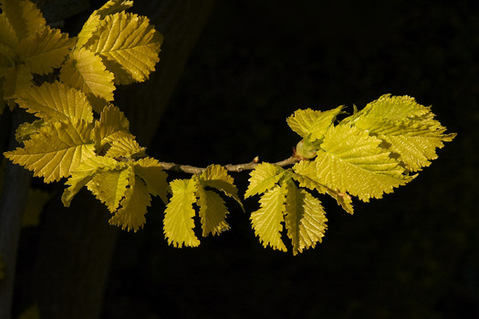 Ulmus hollandica 'Wredei'