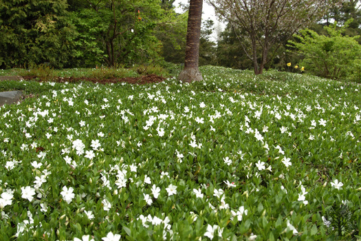 Vinca minor 'Gertrude Jekyll'