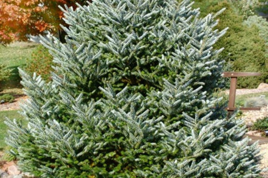 Abies koreana 'Silberlocke'