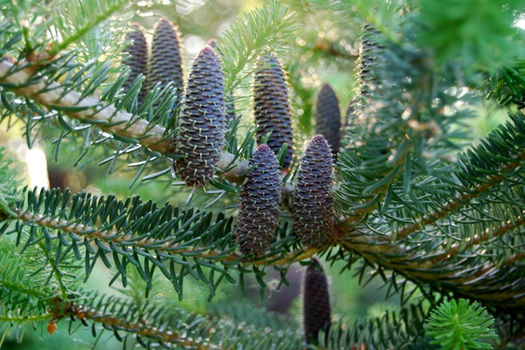 Abies nordmanniana