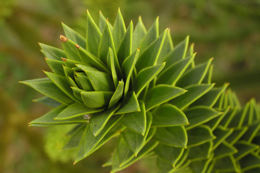 Araucaria araucana