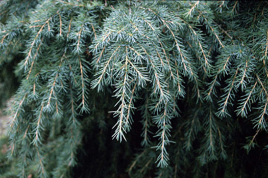 Cedrus deodara 'Feelin' Blue'