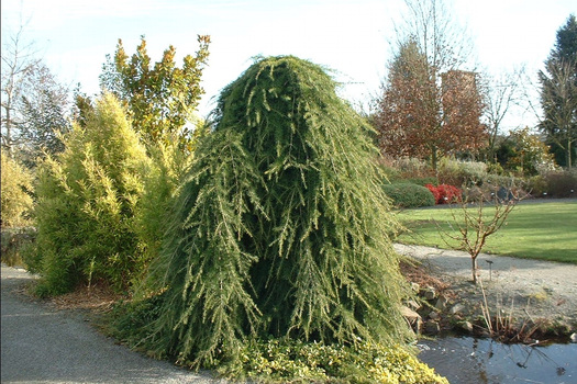 Cedrus deodara 'Pendula'