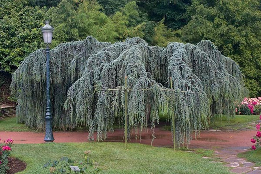 Cedrus libani 'Atlantica Pendula'