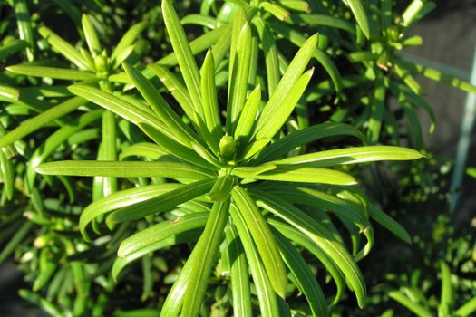 Cephalotaxus harringtonii 'Fastigiata'