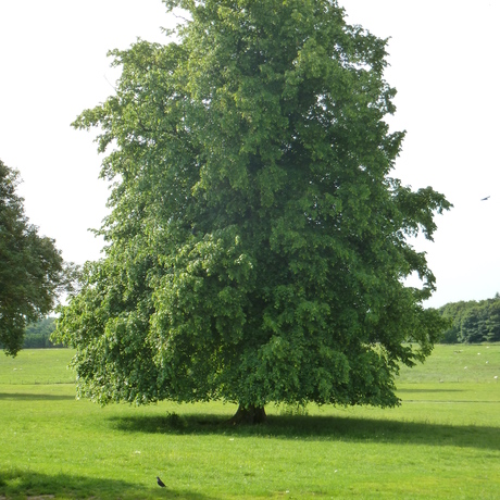 Bomen