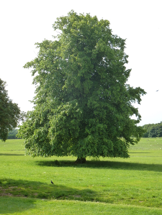 Afhankelijk horizon Astrolabium Bomen - Belleplant