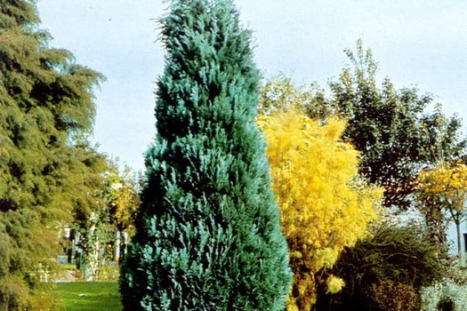 Chamaecyparis lawsoniana 'Columnaris'