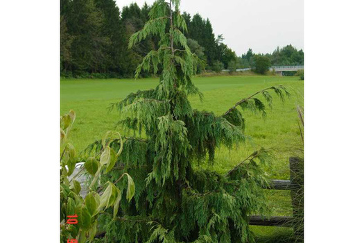 Chamaecyparis nootkatensis 'Pendula'