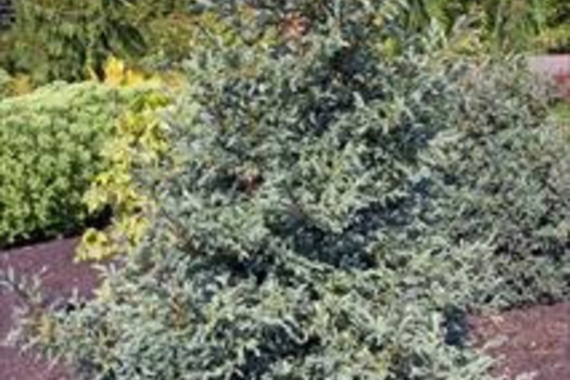 Chamaecyparis pisifera 'Baby Blue'