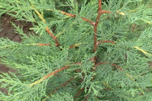 Cupressocyparis leylandii