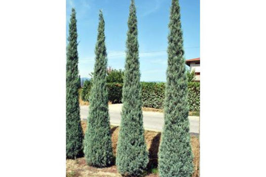 Cupressus arizonica 'Fastigiata'