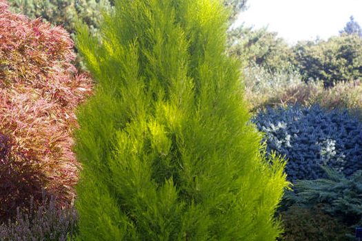 Cupressus macrocarpa 'Goldcrest'