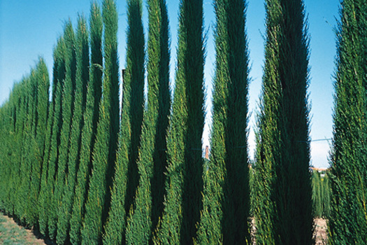 Cupressus sempervirens 'Pyramidalis'