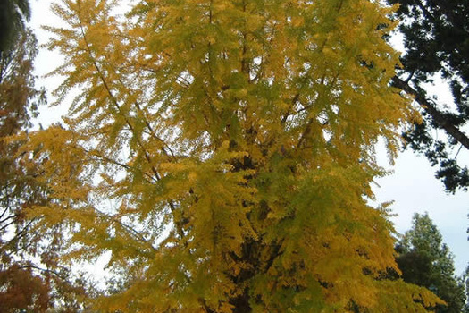 Ginkgo biloba