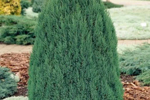 Juniperus chinensis 'Stricta'