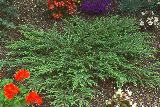 Juniperus communis 'Repanda'