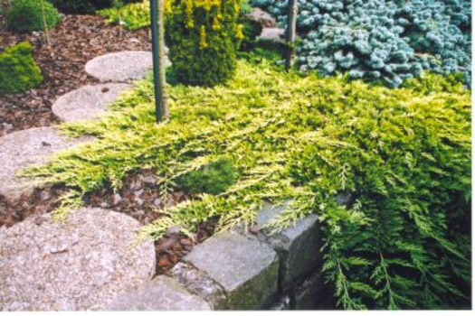 Juniperus horizontalis 'Golden Carpet'