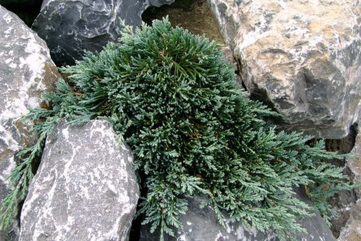 Juniperus horizontalis 'Monber'