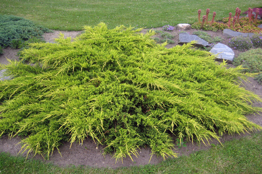 Juniperus pfitzeriana 'Pfitzeriana Aurea'