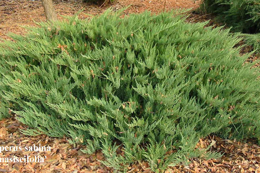 Juniperus sabina 'Tamariscifolia'