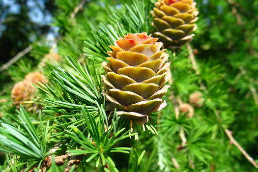 Larix kaempferi