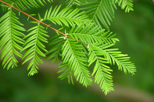 Metasequoia glyptostroboides