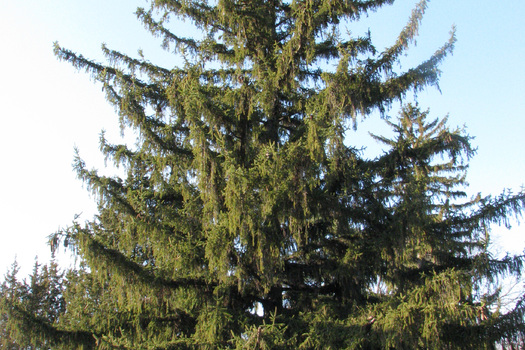 Picea abies