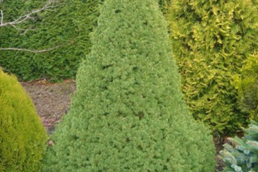 Picea glauca 'Conica'