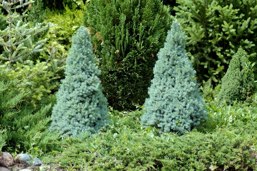 Picea glauca 'Sander's Blue'