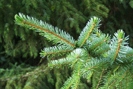 Picea omorika