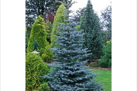 Picea pungens 'Erich Frahm'