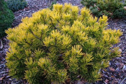 Pinus mugo 'Carsten'