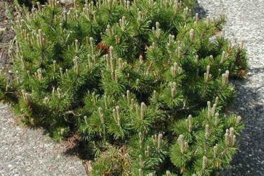 Pinus mugo mugo