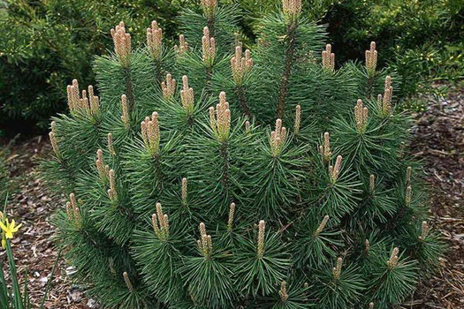 Pinus mugo pumilio