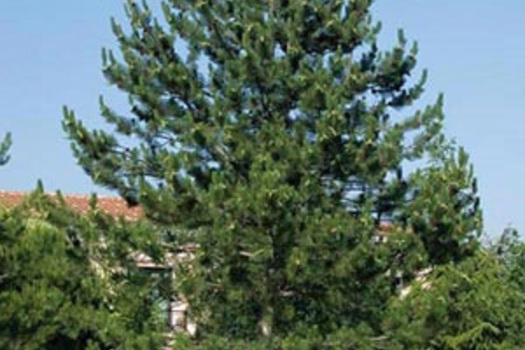 Pinus nigra nigra