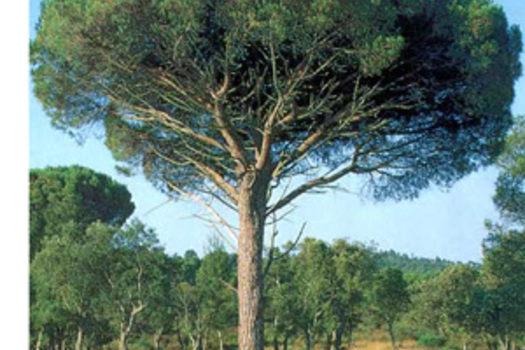 Pinus pinea