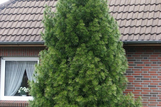 Sciadopitys verticillata