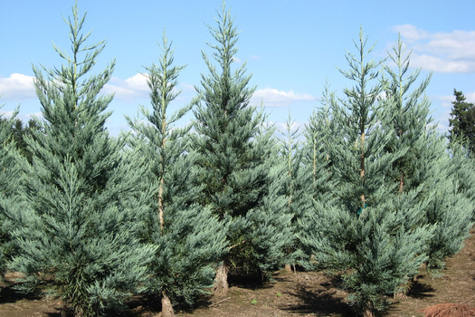 Sequoiadendron giganteum