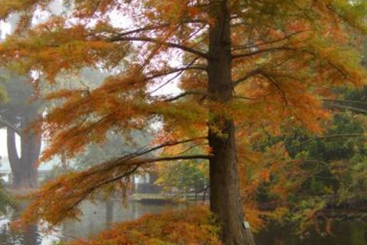 Taxodium distichum