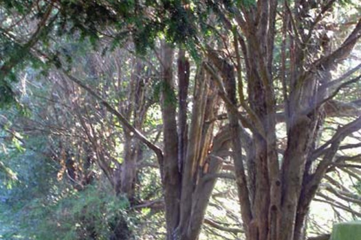 Taxus baccata