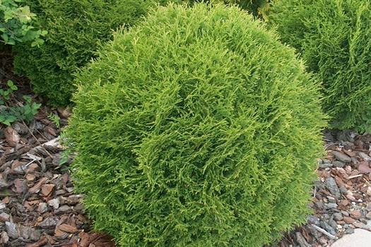 Thuja occidentalis 'Danica'