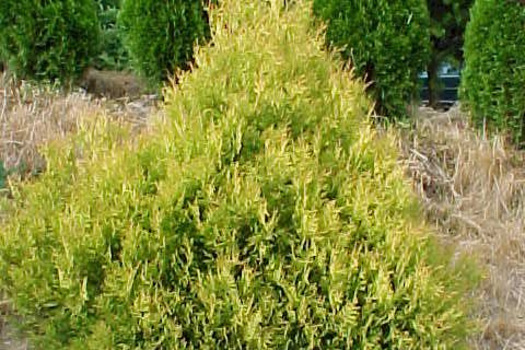 Thuja occidentalis 'Rheingold'