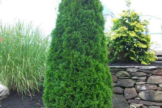 Thuja occidentalis 'Smaragd'