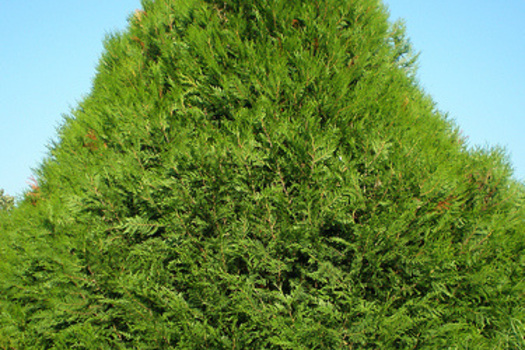 Thuja plicata 'Atrovirens'